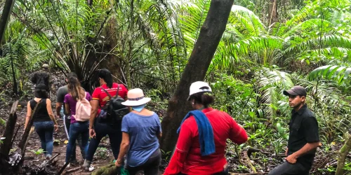 15 SUMMIT RAINFOREST 6