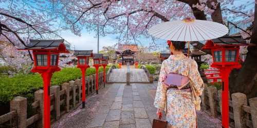 Young Japanese woman in a  traditional Kimono dress strolls by Rokusonno shrine during full bloom sakura cherry blossom period in Kyoto, Japan